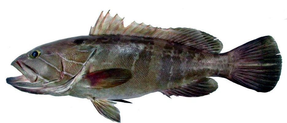 Epinephelus aeneus_005